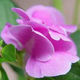 July Flower Balsamine