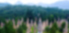 Stupas Forest of Shaolin Temple