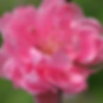 Peach Blossom Red — Tao Hong (桃红)