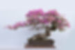 Chinese Potted Landscape