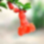 Pomegranate Flower Red — Shi Liu Hong (石榴红)