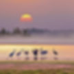 Cranes on Poyang Lake