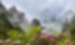 Blooming Flowers in Huangshan Mountain, Photo from the Official Site of Huangshan.