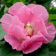 October Flower Hibiscus