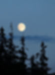 moon and trees