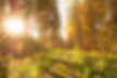 Forests