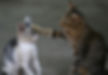 Cats greeting