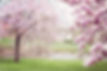 fluttering petals