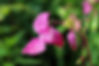 July Flower Balsamine