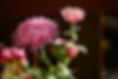 September Flower Chrysanthemum