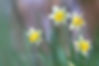 December Flower Narcissus