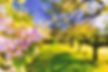 flowers and trees in pleasant spring