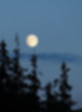 Silver moonlight