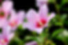 October Flower Hibiscus