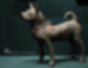 Painted Pottery Dog of the Han Dynasty (202 BC — 220 AD)