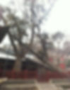 Cypress Planted in the Zhou Dynasty in Jinci Temple of Taiyuan City, Shanxi Province
