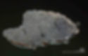 Grain Patterns Decorated on Dragon Shaped Jade of the Warring States Period
