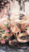 Image of Nine-Tailed Fox