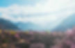 Peach Blossom Forest in Linzhi of Tibet