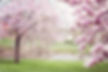 blooming flowers