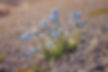 strong and vigorous flowers