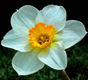 December Flower Narcissus