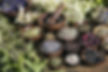 Natural Herbs and five elements