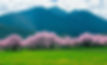 peach blossoms