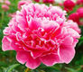 April Flower Peony