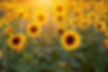 sunflowers