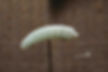 Jade Silkworm of the Shang (1600 BC — 1046 BC) or Western Zhou (1046 BC — 771 BC) Dynasties