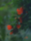 May Flower Pomegranate Blossom