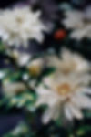 Handcrafted September Flower Chrysanthemum in Potted Landscape of the Qing Dynasty (1636 — 1912)