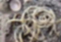 Millet Noodle Unearthed from Lajia Site (about 4000 years ago) of Late Neolithic